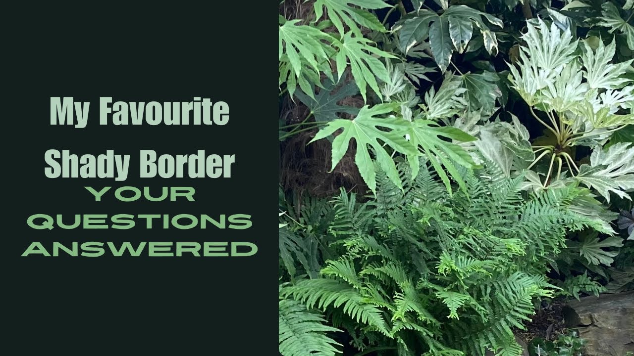 My U.K. Tropical Style Garden. Fatsia Guide and Tree Fern Care.