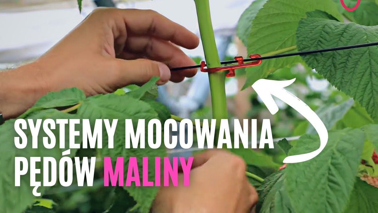 Systemy do mocowania pędów maliny