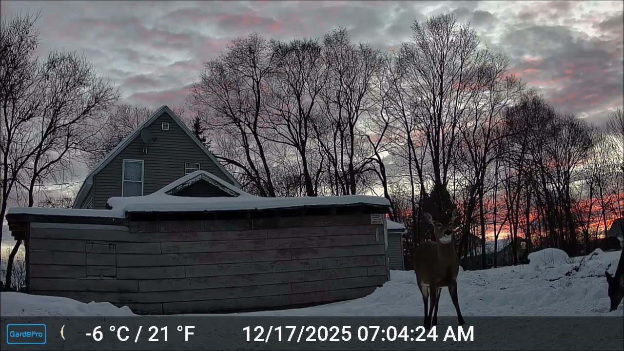 ASMR - Maine Highlands CritterCam.  Derby Hill Deer Soup Kitchen 12/17/25 A
