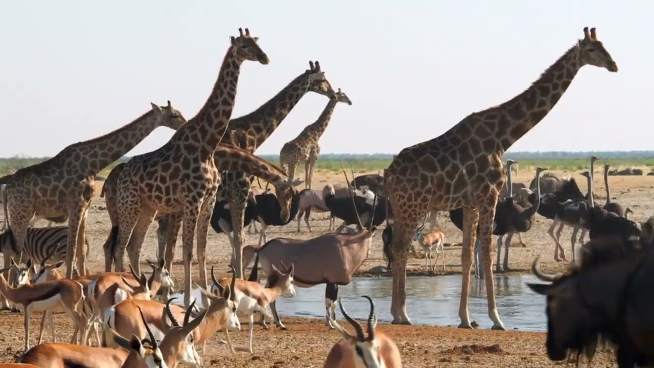 Jungle Fever and The Enchanting World of Jungle Animals