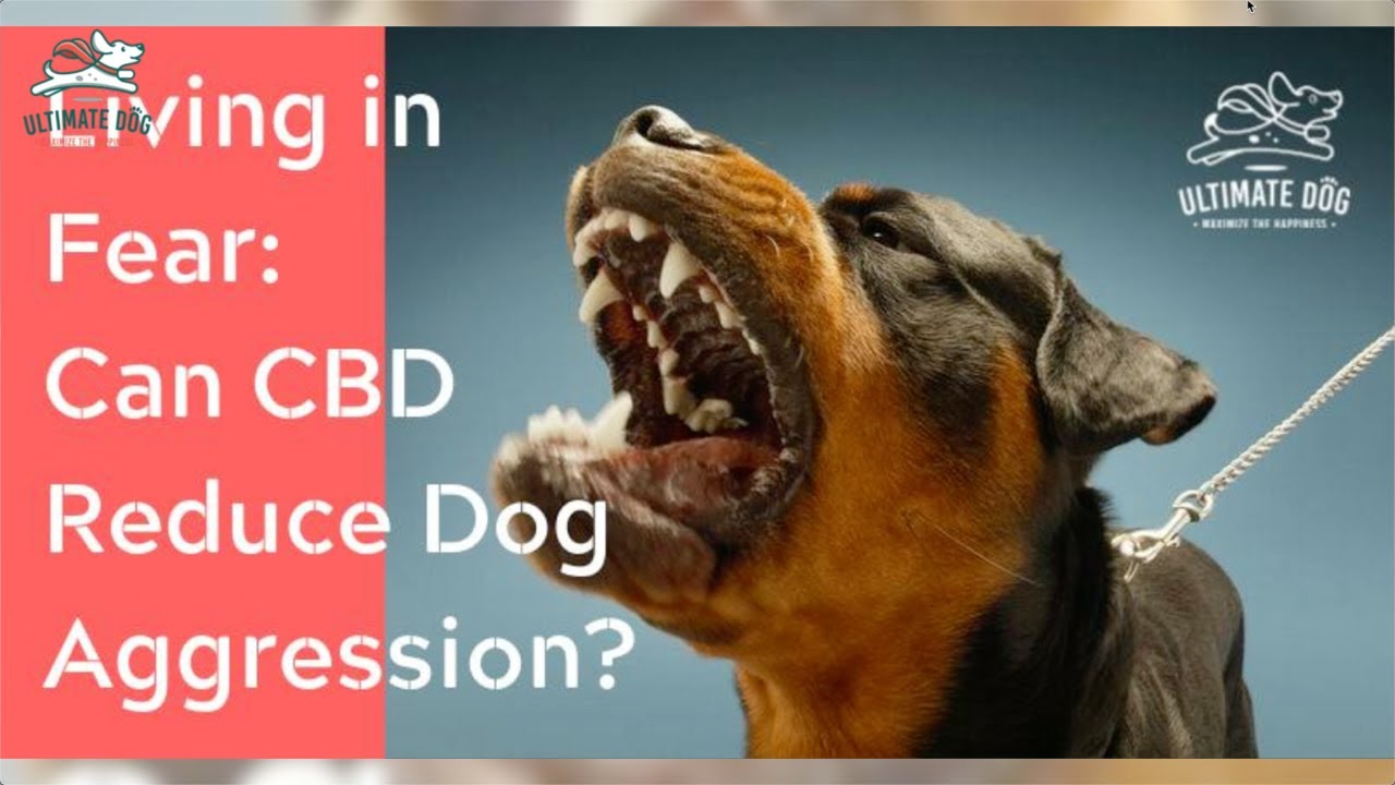 Does CBD for Dogs with Aggression Help? The Why & the How Addressed
