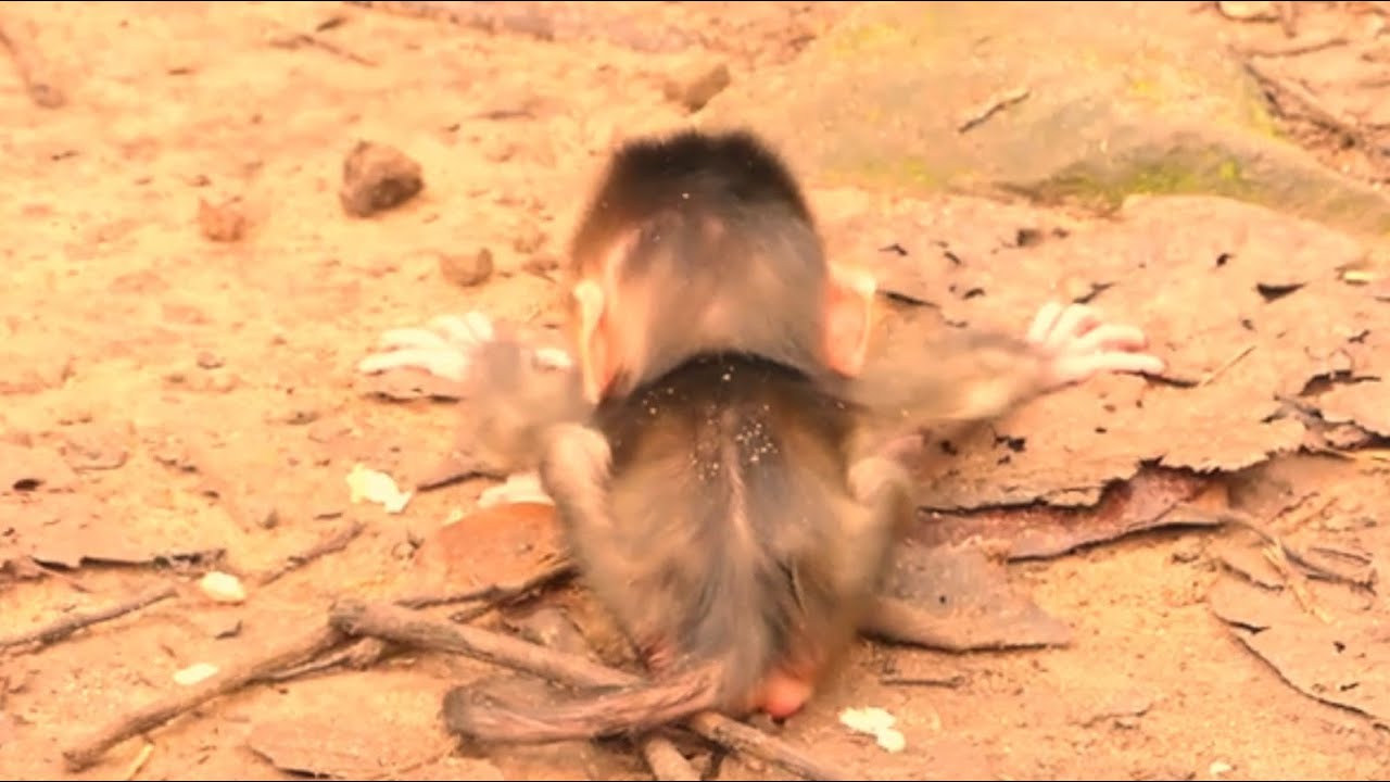 Oops, LIBBY young mother monkey is very curious dropping tiny baby Brady to rejecting milk.