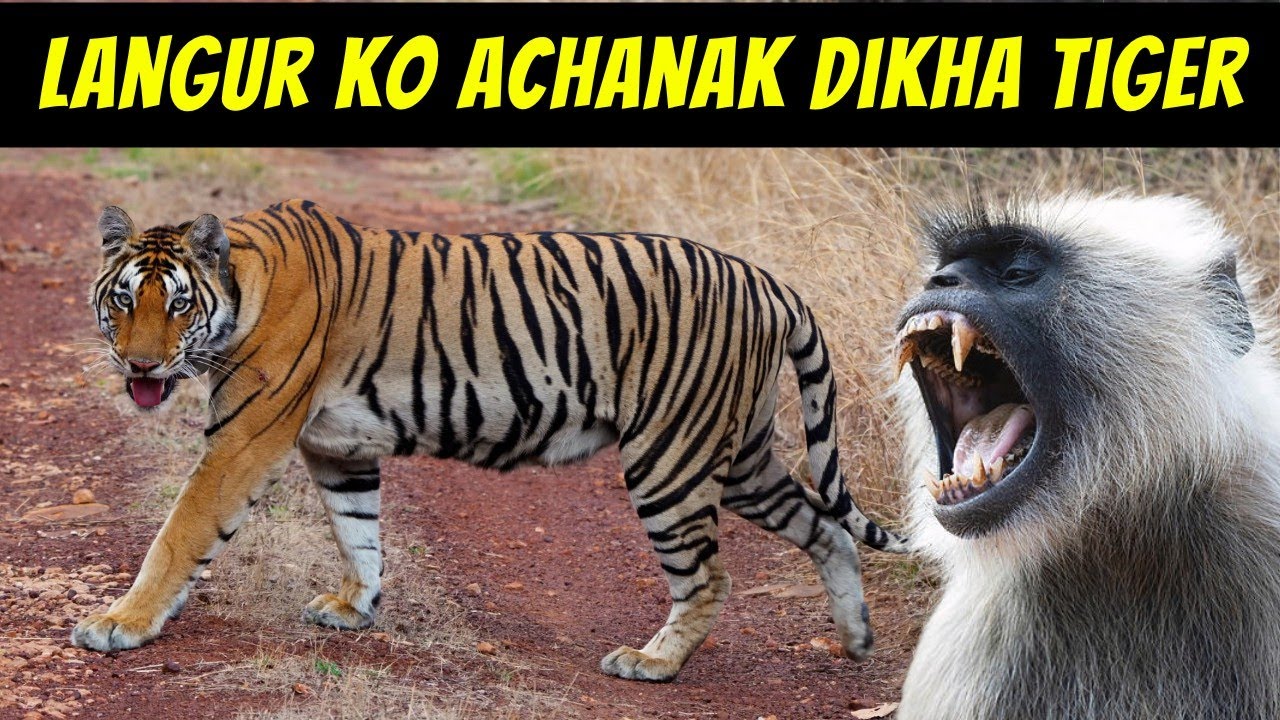 Tiger ne Bhagaya Jungle Safari Mein | Madhav Tiger Reserve | Tiger Reserves in Madhya Pradesh