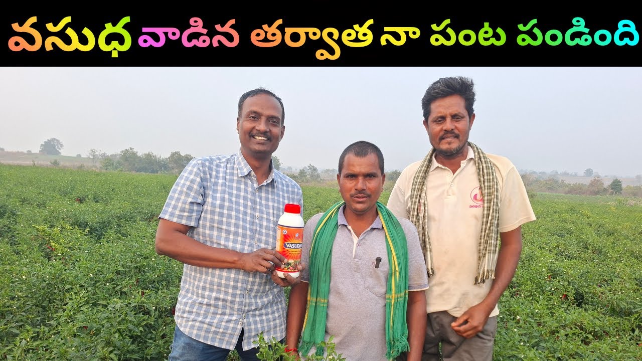 #వసుధ వాడిన తర్వాత నా #మిరప పంట పండింది. ఇప్పటికే రెండు సార్లు కొట్టాం మూడో సారి కూడా కొడతాం