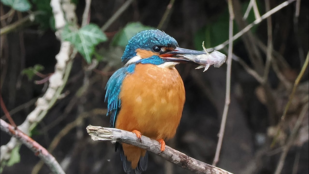 Devon Kingfishers in Slow Motion(taken April 2023)