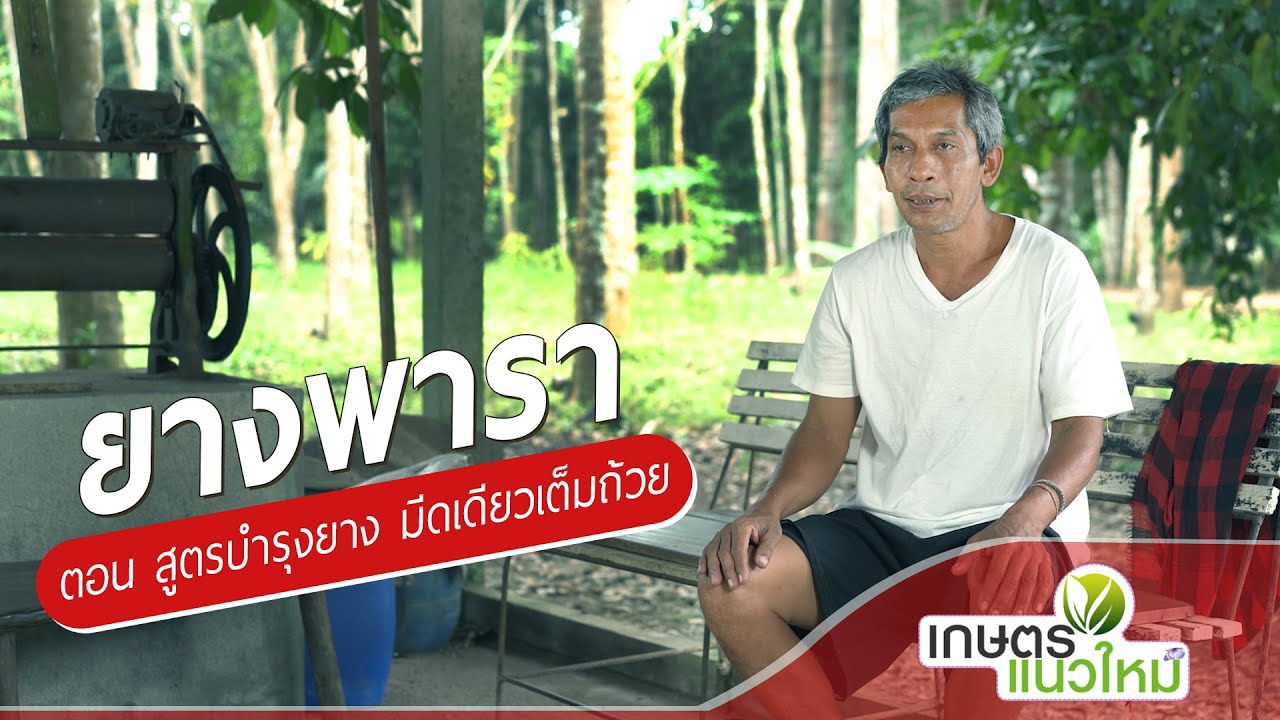 ปุ๋ยปลานิลทองเกษตรแนวใหม่ ตอน สูตรบำรุงยาง มีดเดียวเต็มถ้วย