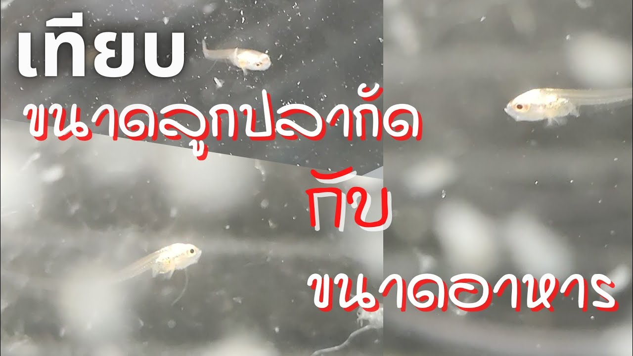 ขนาดลูกปลากัดแรกเกิด กับไรแดง ไรนางฟ้า กินอะไรรอดเยอะโตเร็ว @PlakadThai