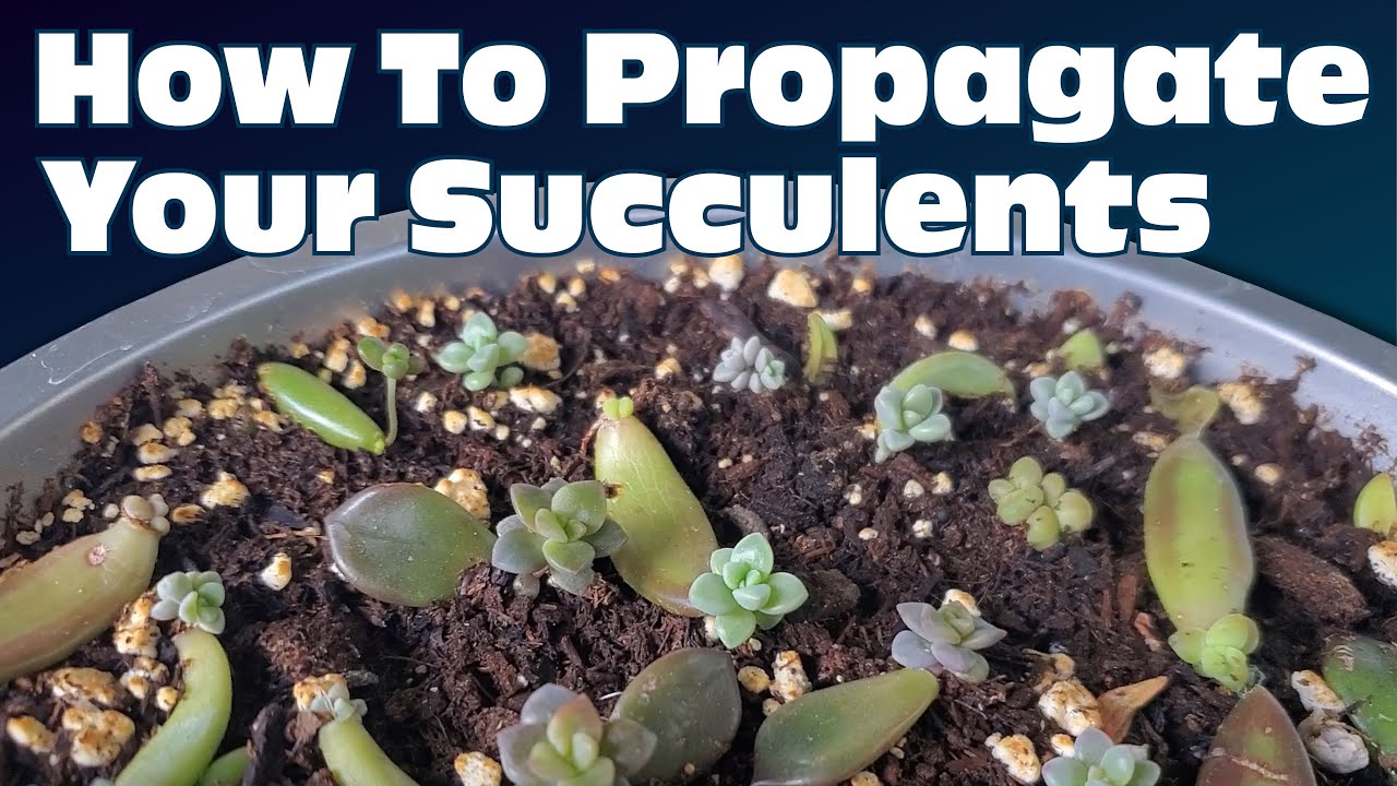 How To Easily Propagate Any Succulent! | Growing Succulents From Their Leaves