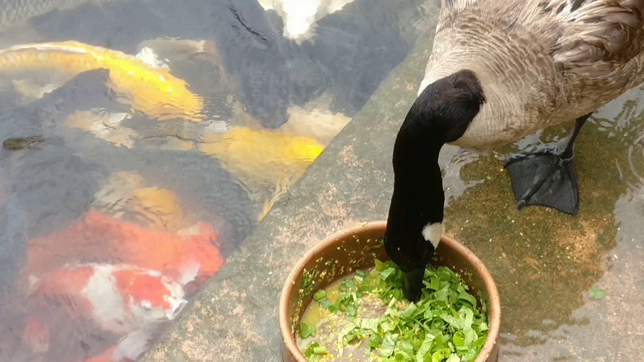 Duck feeding fishes