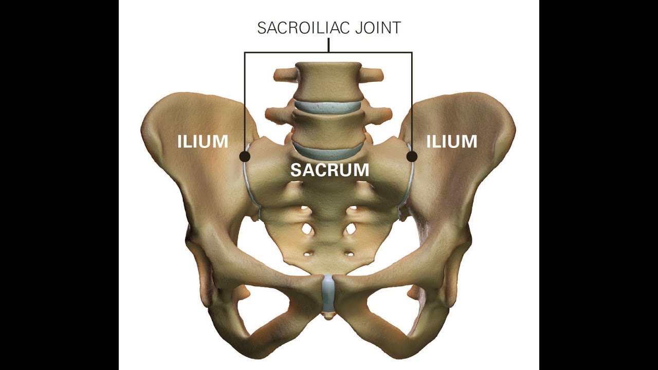 Anatomy of the sacro iliac joint; Joint between ilium and sacrum and its function; Transfer of weigh