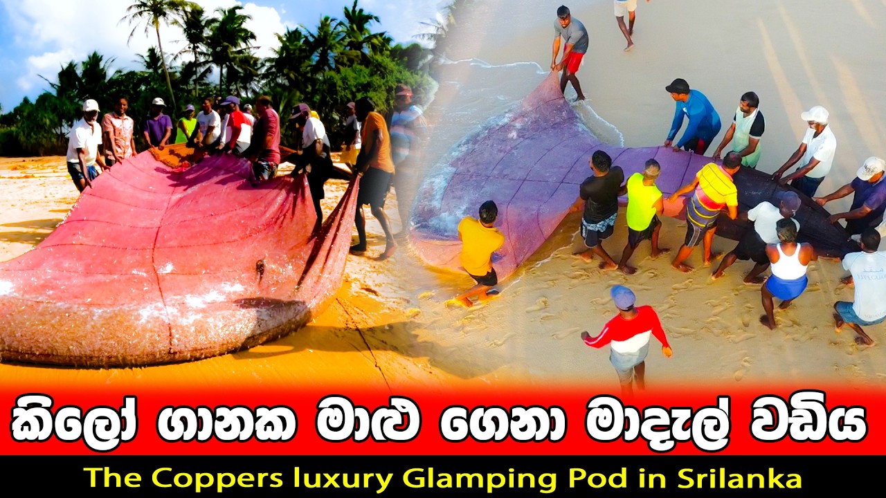 කිලෝ ගානක මාළු ගෙනා මාදැල් වඩිය | මාදැල් කර්මාන්තය |Traditional Beach Seine Fishing in Sri Lanka
