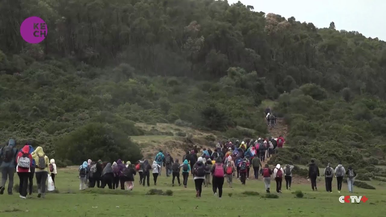 Tunisia launches national tree-planting campaign to fight desertification