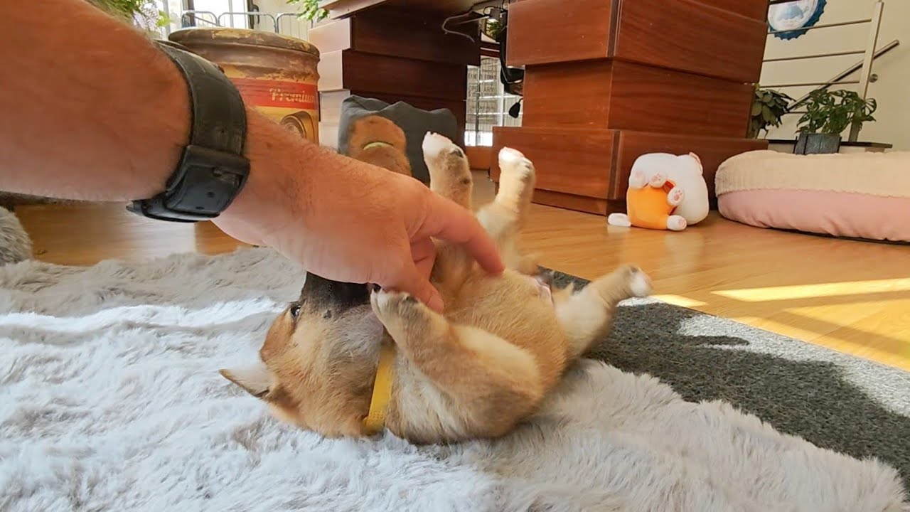 Наслаждаюсь поглаживаниями по животу.