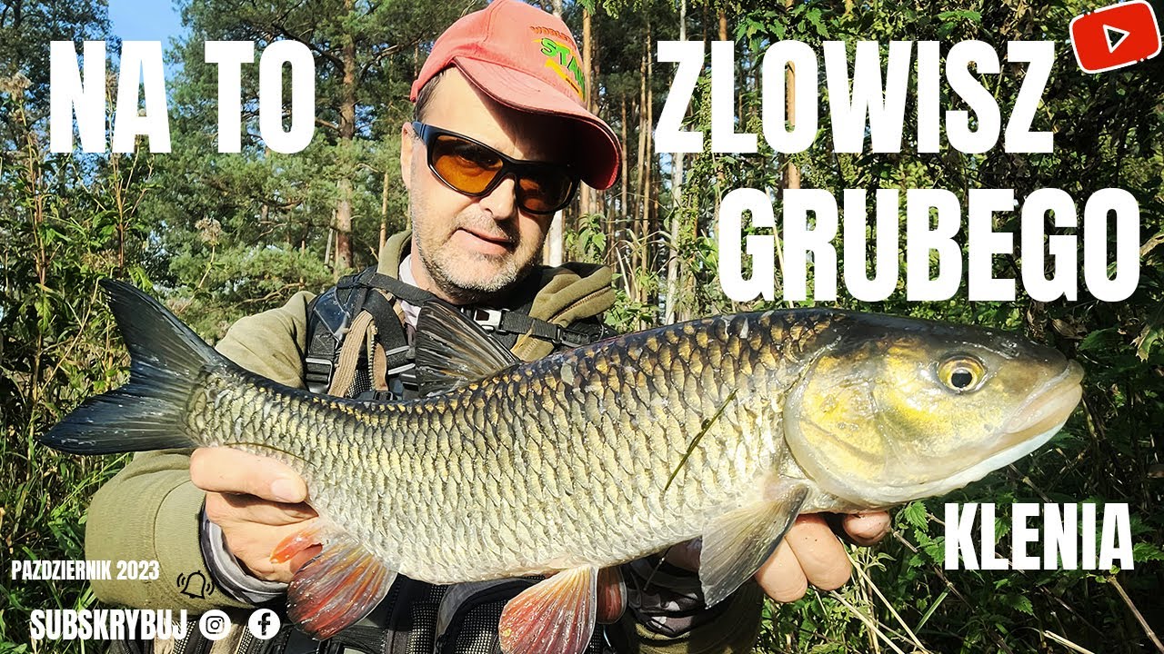 MAGICZNA PRZYNĘTA NA DUŻE KLENIE.