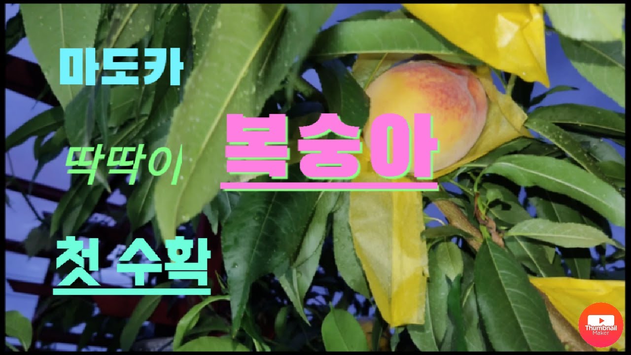 #마도카 #딱딱이 #복숭아 #첫수확