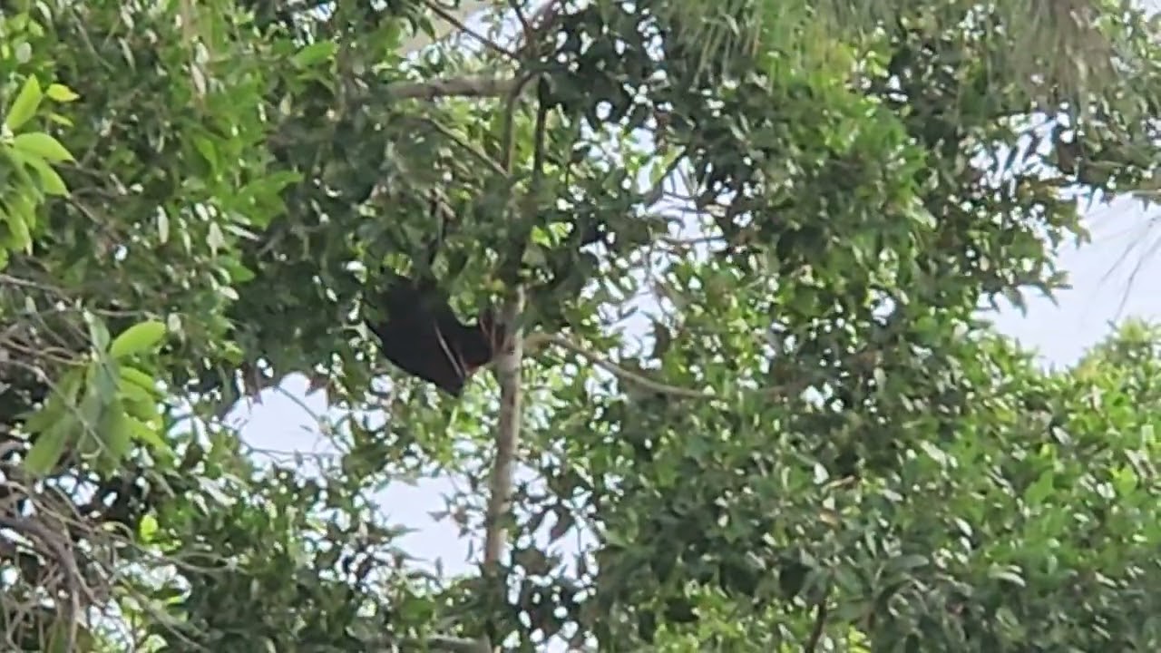 Raposa-voadora / Flying-fox (Pteropus)