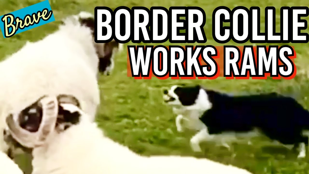 Fearless BORDER COLLIE | sheep dog herding stubborn rams | sheep