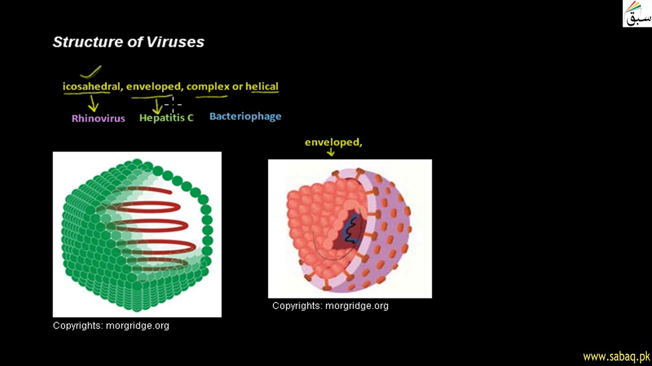 Structure of Viruses, Biology Lecture | Sabaq.pk |
