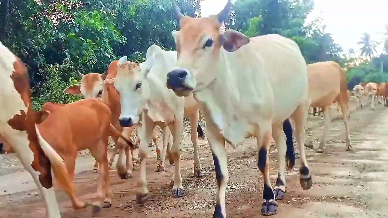 herding cows in the afternoon, the sound of cows mooing as they call their friends!!