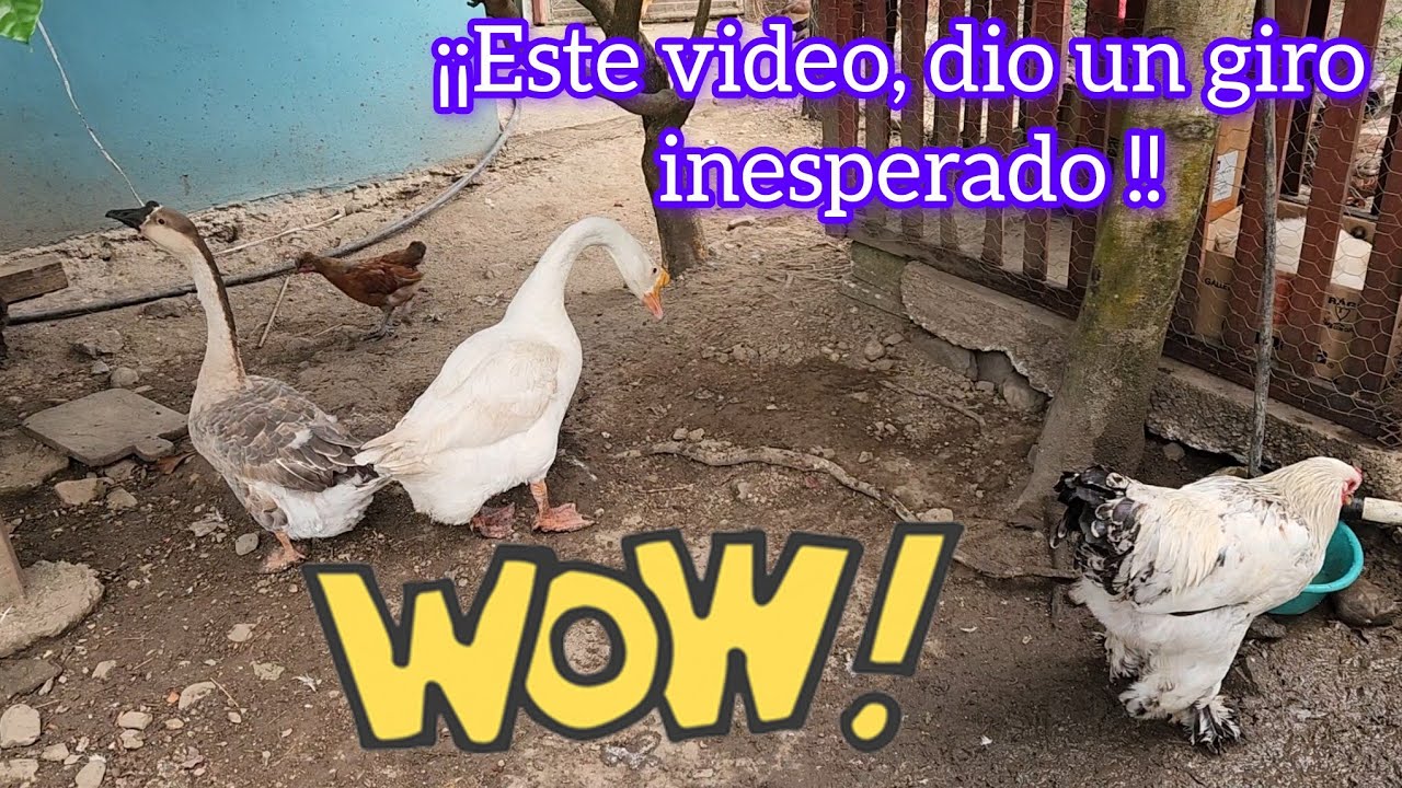 ¡¡Este video, dio un giro inesperado 😦!! #anade #eclosión #vivencias #granja