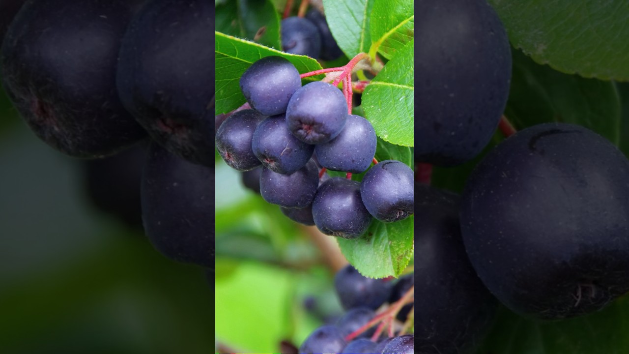 Chokeberries (Aronia):Powerful Fruit #shorts #chokeberries #aronia #fruitlovers @Plants-World