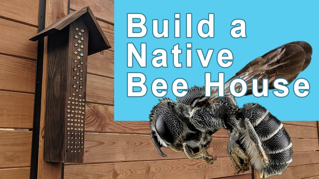 Build a Reusable Native Solitary Bee House