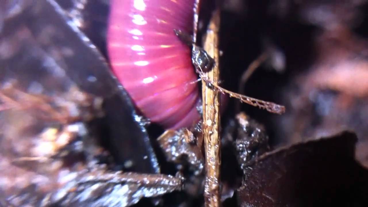 Red worm macro clip 720p