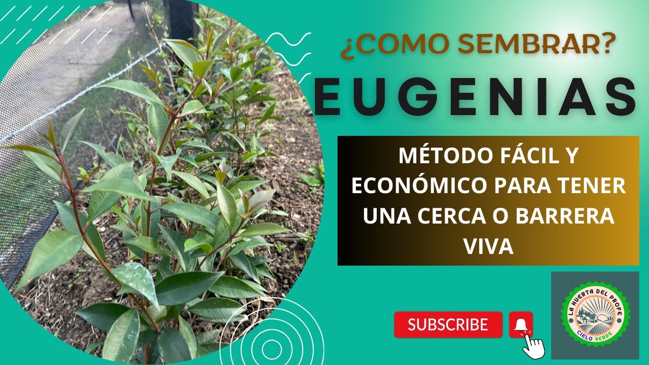 ¿CÓMO SEMBRAR EUGENIAS? MÉTODO FÁCIL Y ECONÓMICO DE TENER UNA CERCA O BARRERA VIVA EN LA HUERTA
