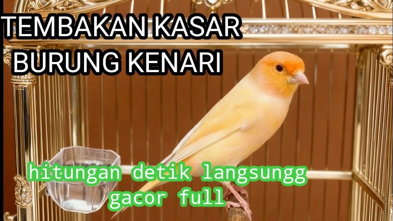 SUARA PIKAT BURUNG KENARI BERMACAM JENIS AMPUH 💯%