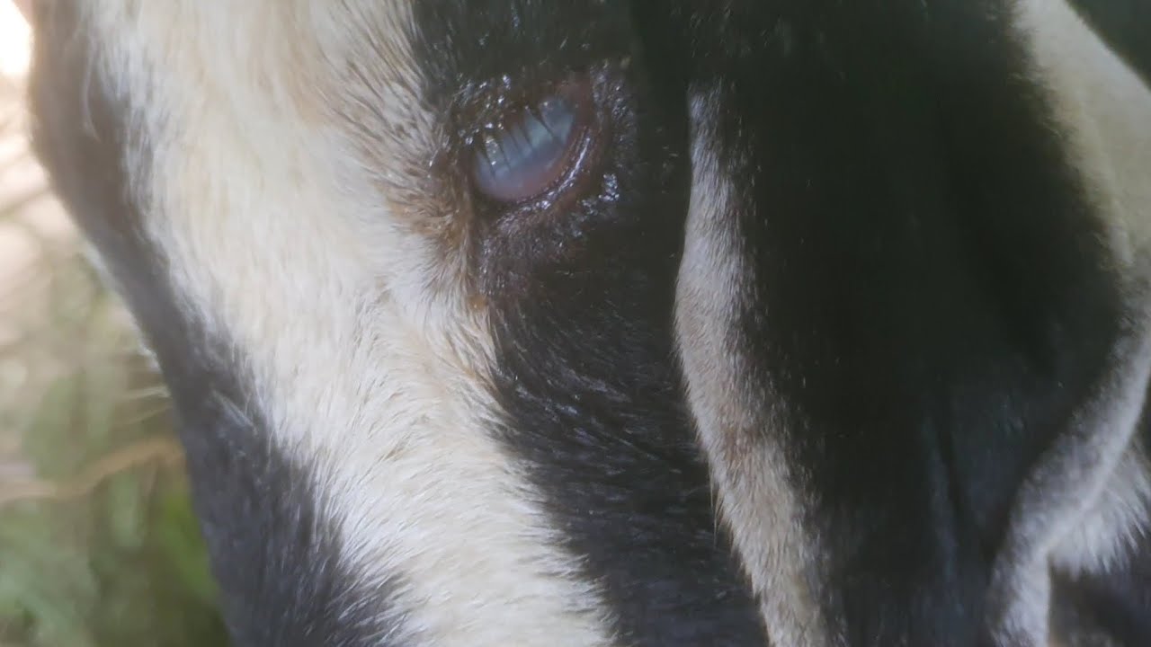 Chữa bệnh đục mắt ở dê , thuốc trị hiệu quả cao .