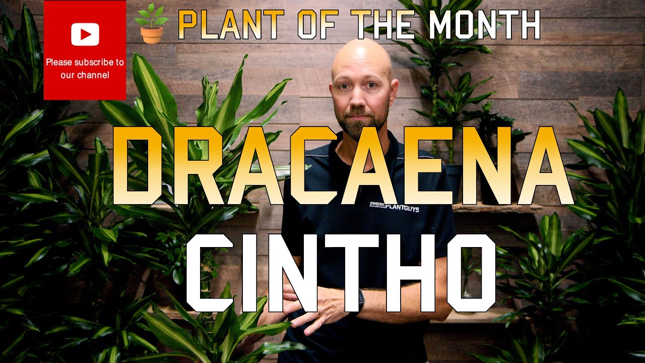 Dracaena Cintho - Plant of the month 🪴