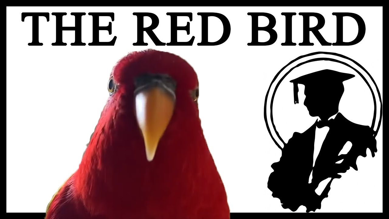What Is The Red Bird Laughing And Staring At?