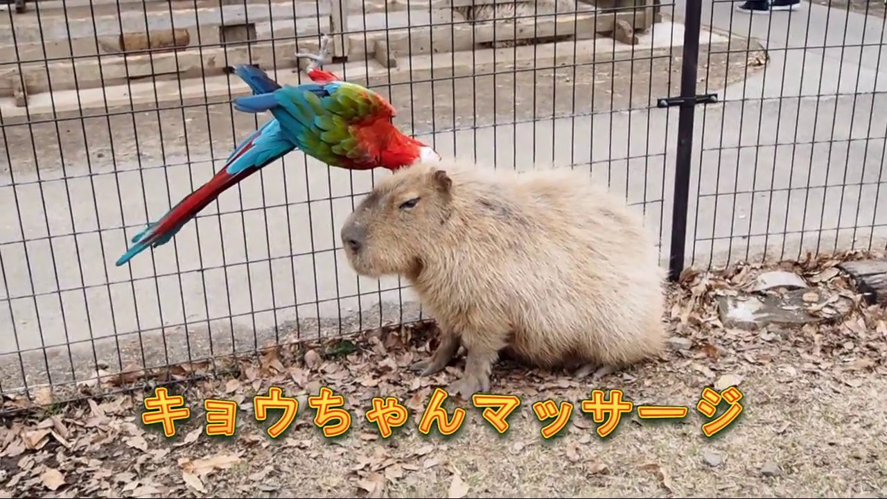 カピバラの行列のできる鳥