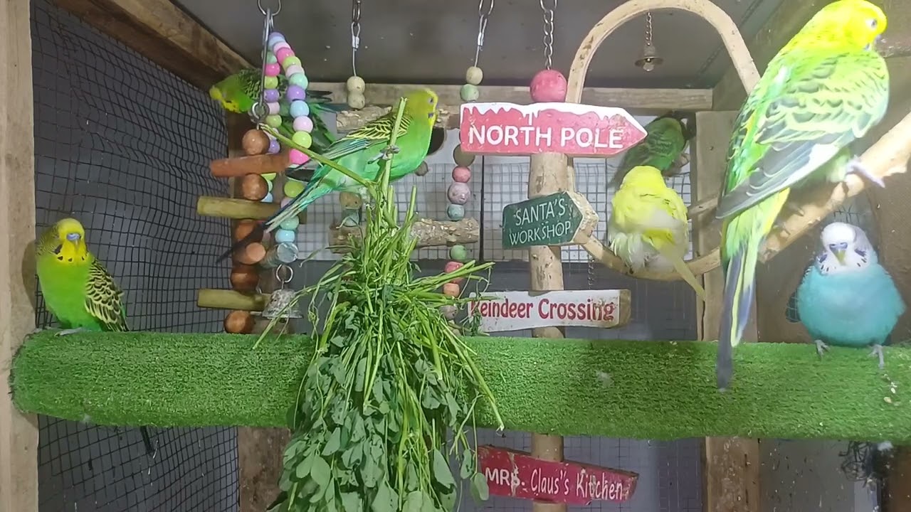 It talks in a way that leaves us speechless 😳🦜
