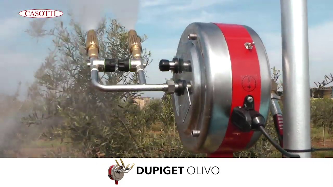 CASOTTI - DUPIGET OLIVO in campo