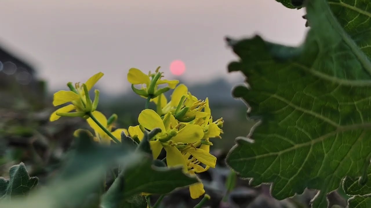 গান শুনলে ঈমান থাকে না, বাউল ফাউলকে রামধোলাই দিলেন। Anisur Rahman Ashrafi। আনিসুর রহমান আশরাফি ২০২৬