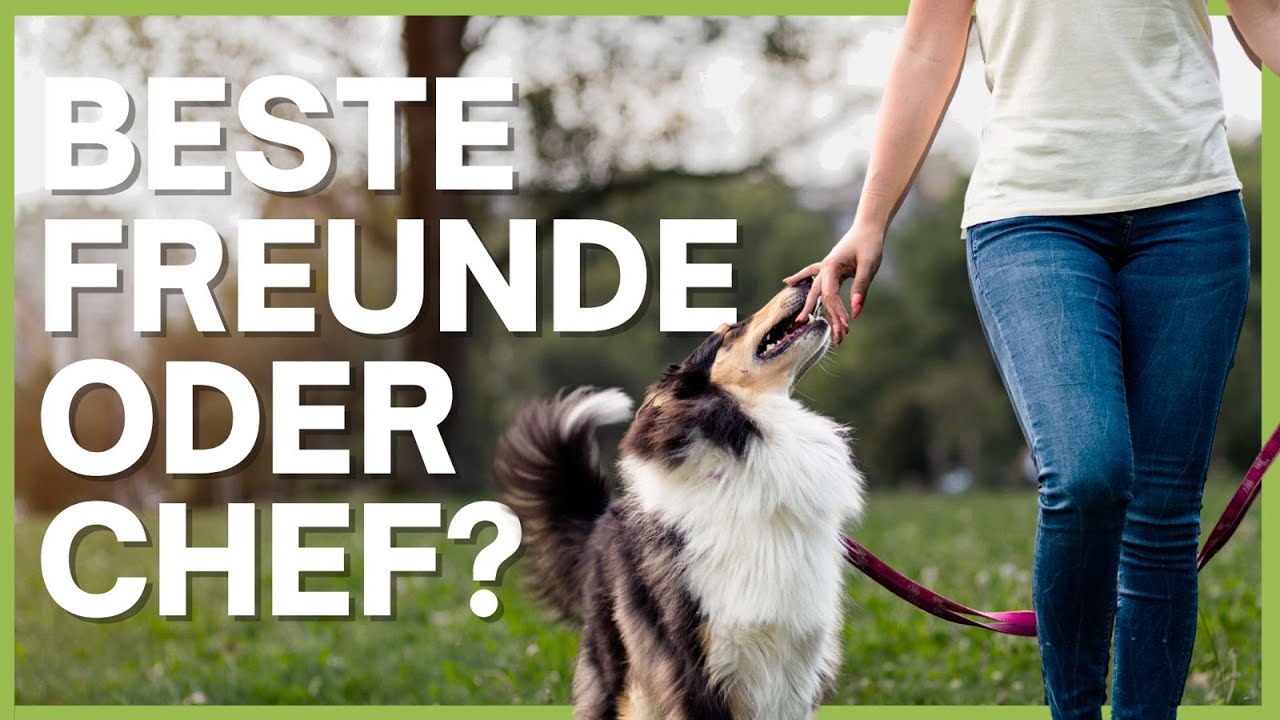 4 Hundehalter-Typen in Stresssituationen – Welche davon bist du?