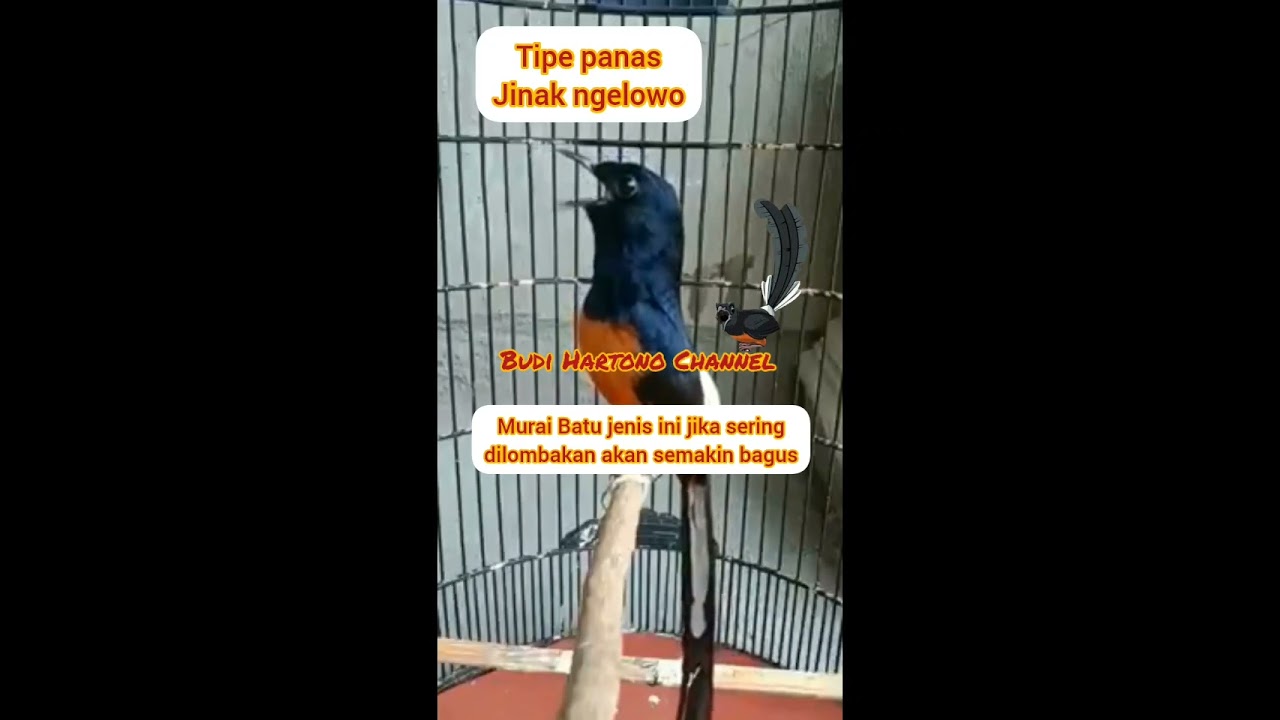 Rawatan Murai Batu Tipe Panas Jinak Ngelowo
