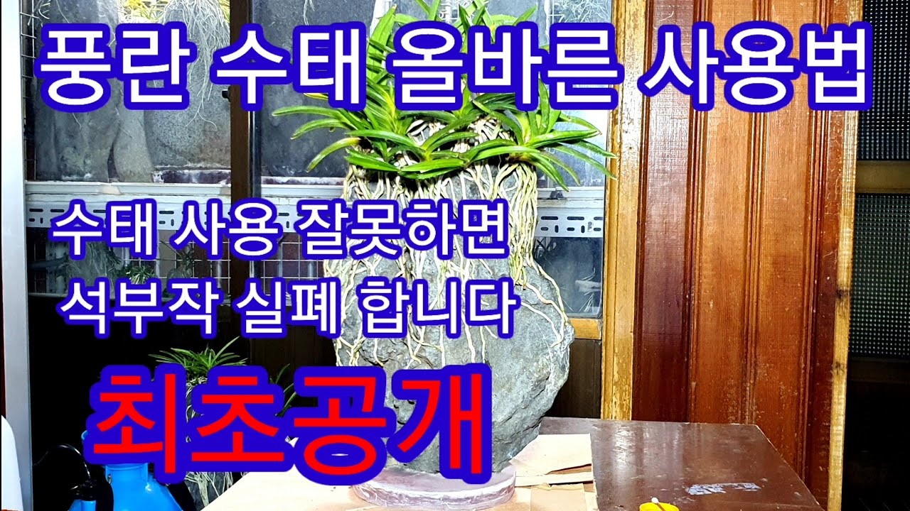 풍란 석부작