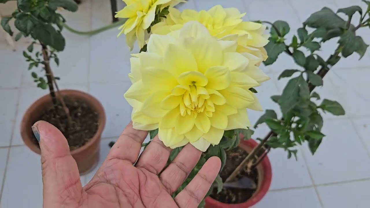 Winter Garden Update | Seedling Update