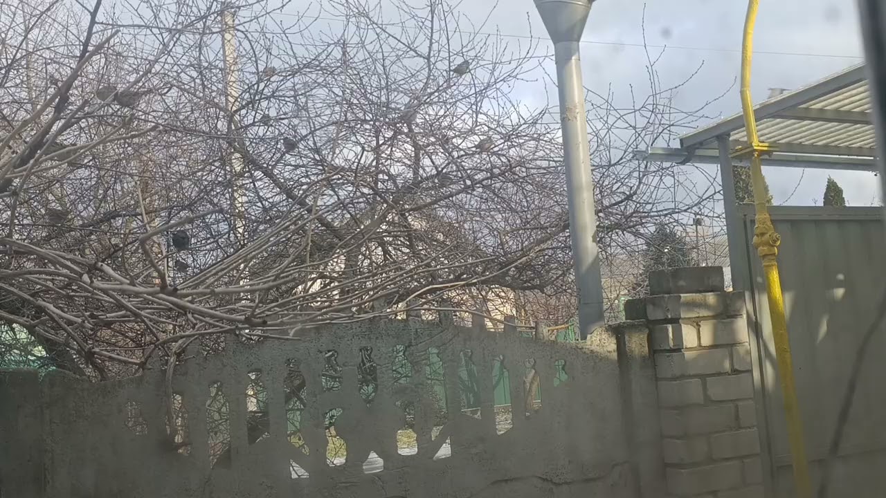 Пташки додають радощів