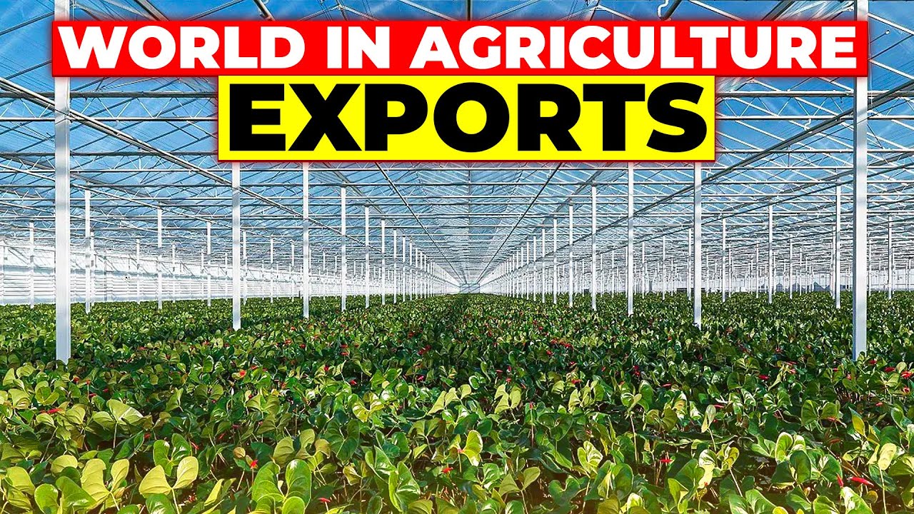 Why the Dutch Lead The World In Agriculture Export #agriculturalexports #dutchfarmers #farming
