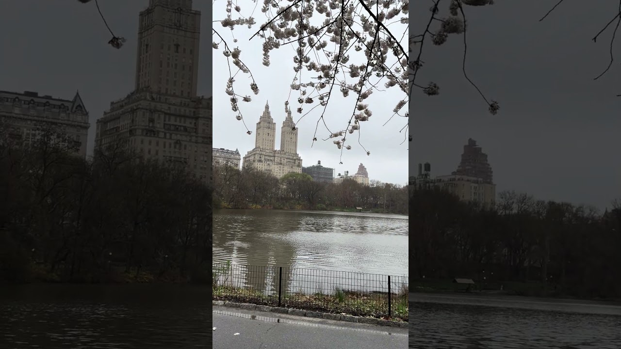 The Beauty of Central Park &ndash; A Peaceful Escape in the Heart of NYC🪻🌷#newyorkcity #centralpark
