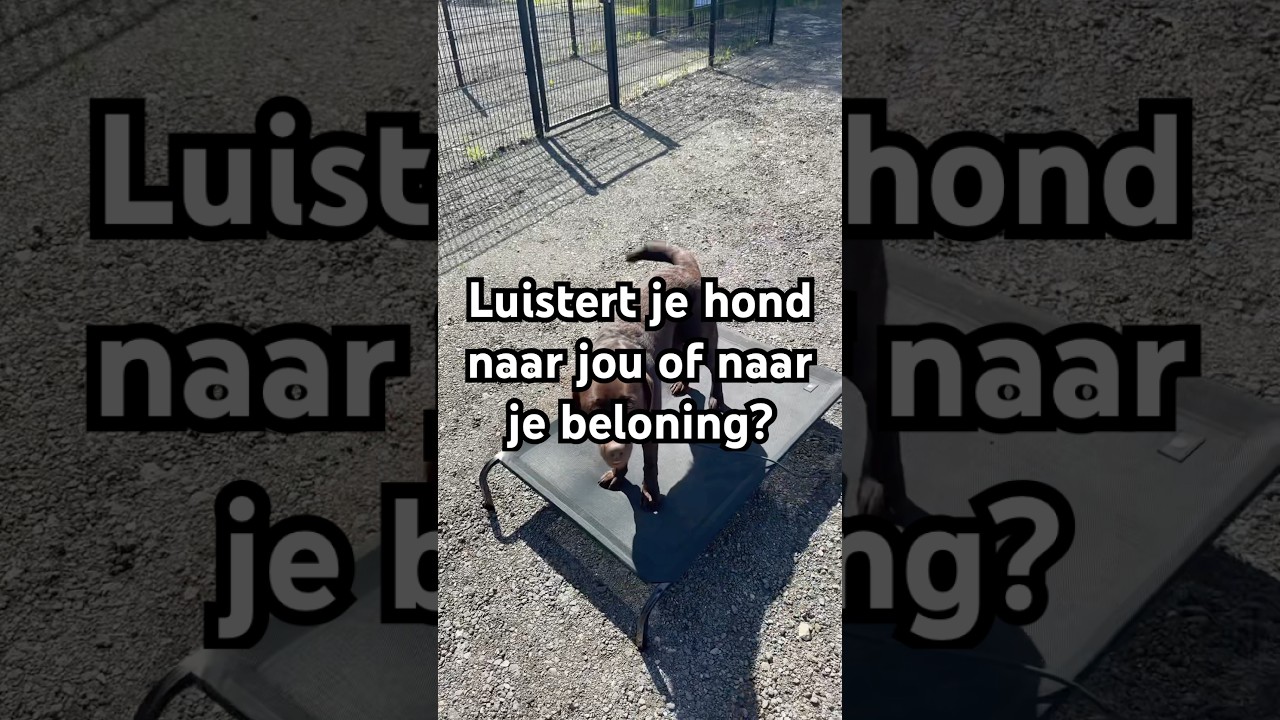 Commando's oefenen zonder beloning en waarom - Lars Dog Training