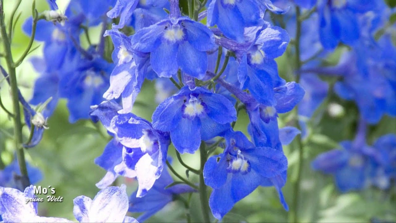 Colour your Life - Der blaue Garten