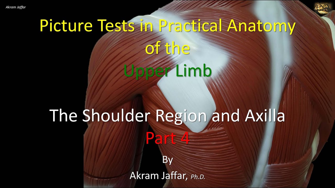 Picture tests in upper limb anatomy shoulder region and axilla 4