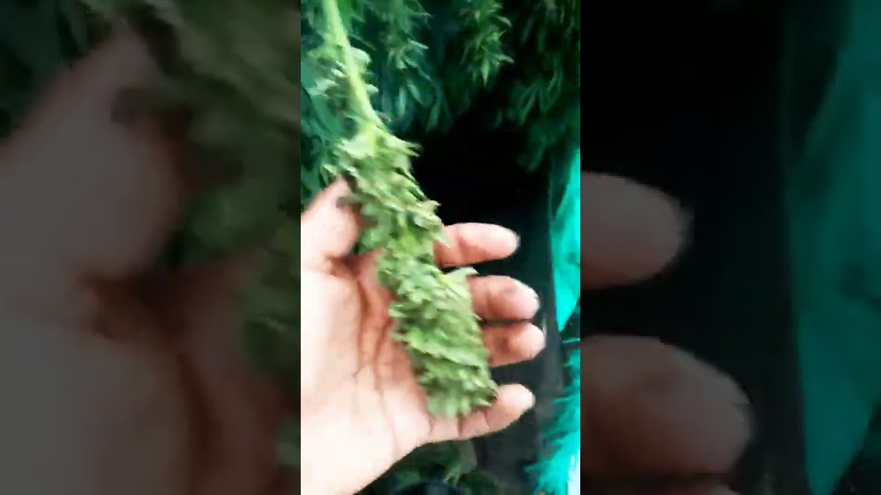 como secar marihuana