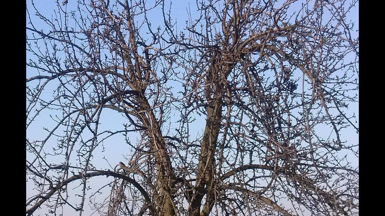 Обрезка старой груши