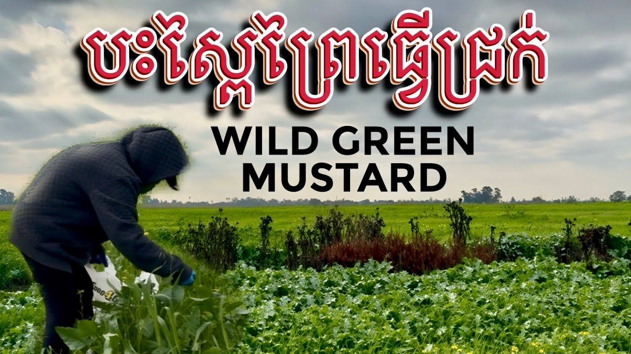 KHMER USA PICKING Wild Green Mustard to Make Pickles ធ្វើជ្រក់ស្ពៃព្រៃ  #mustard #khmer 