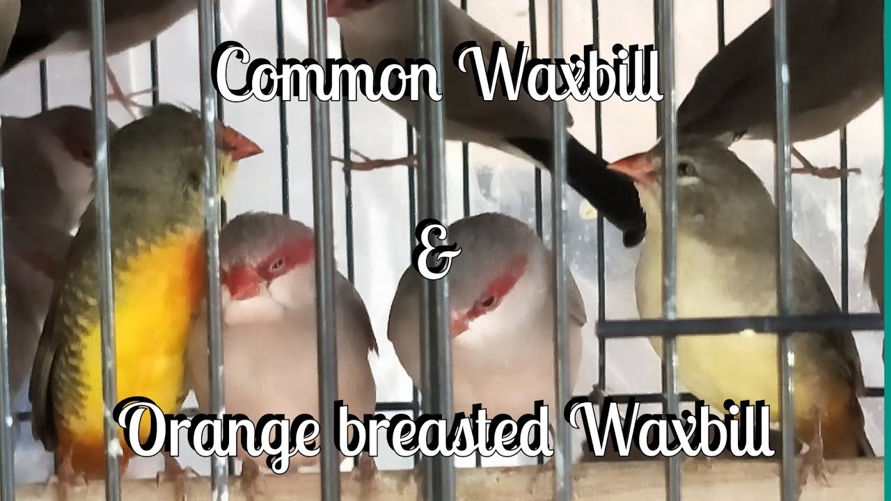 Common Waxbill & Orange Breasted Waxbill